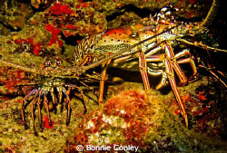 Lobsters seen in Grand Cayman August 2010.  Photo taken w... by Bonnie Conley 